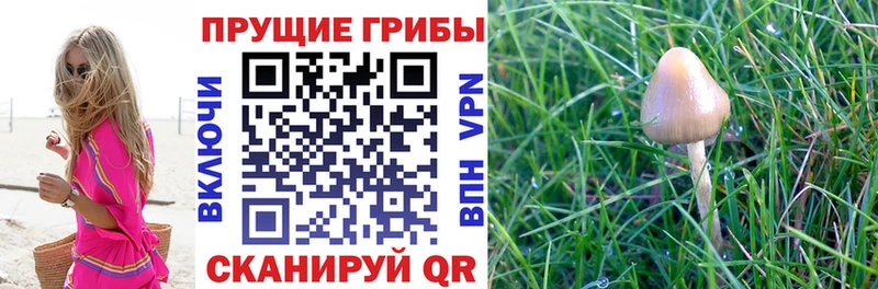 Галлюциногенные грибы GOLDEN TEACHER  KRAKEN как зайти  Тбилисская 